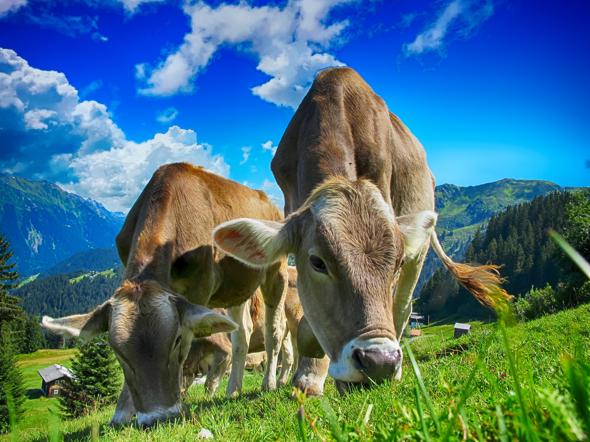 cows 2641195 1920 - Carne Ecológica,bienestar  para  tu salud.